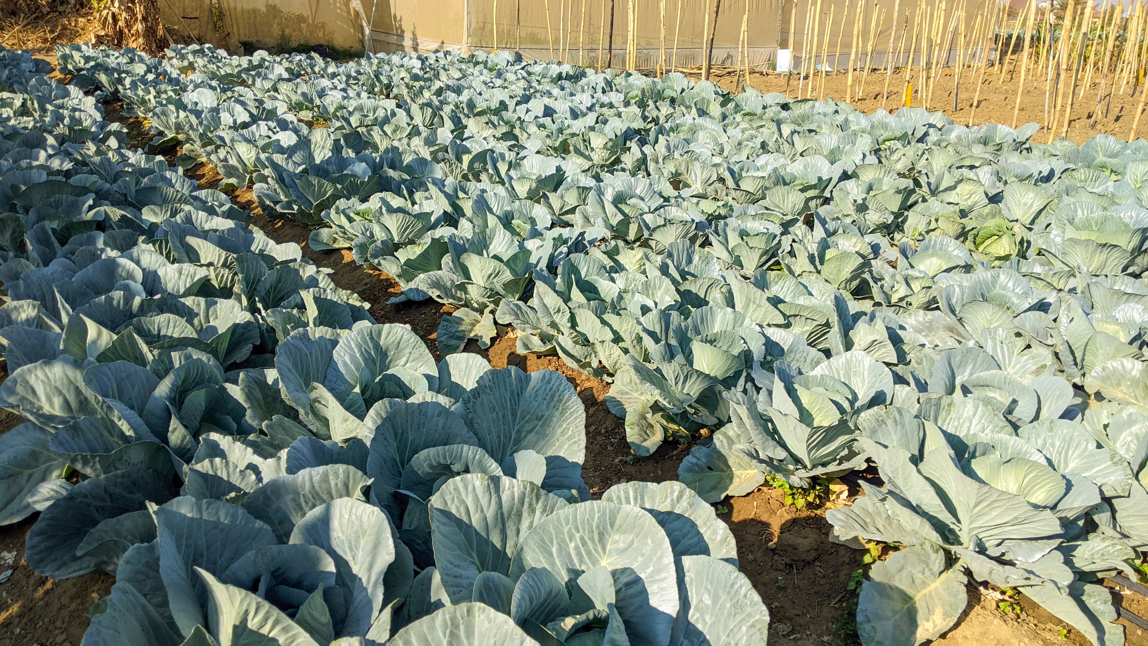 Agribusiness & Marketing