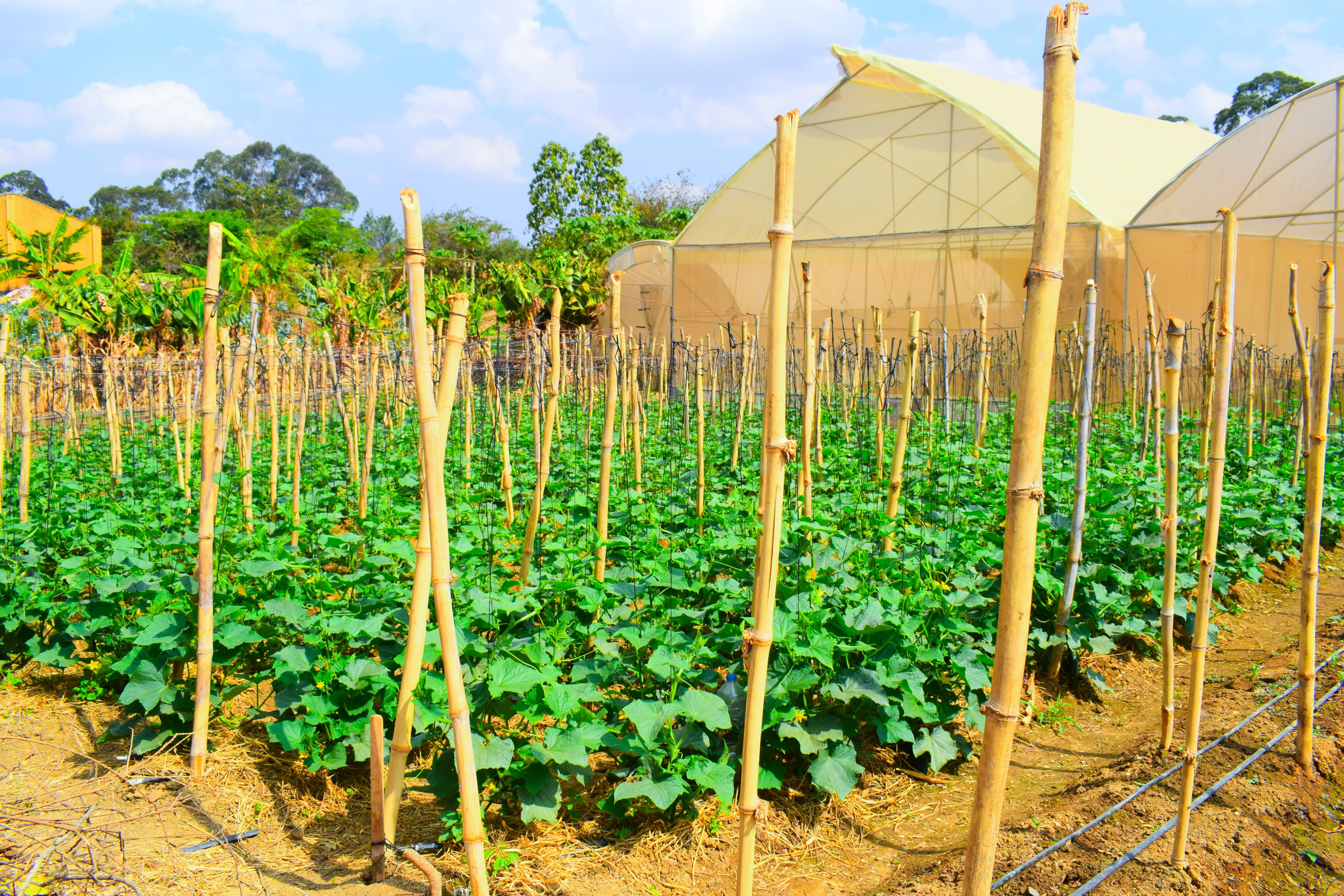 Smart Farming for a Greener Future