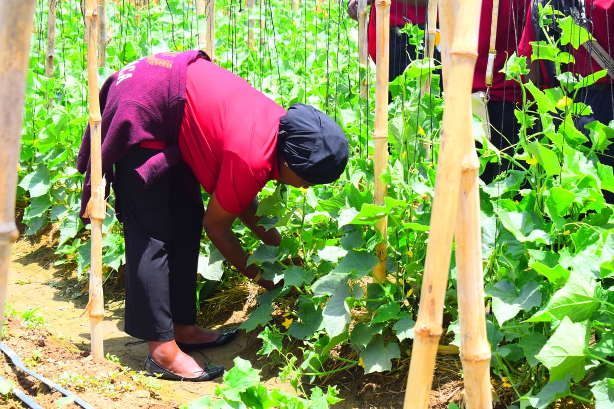Students in the demo farm