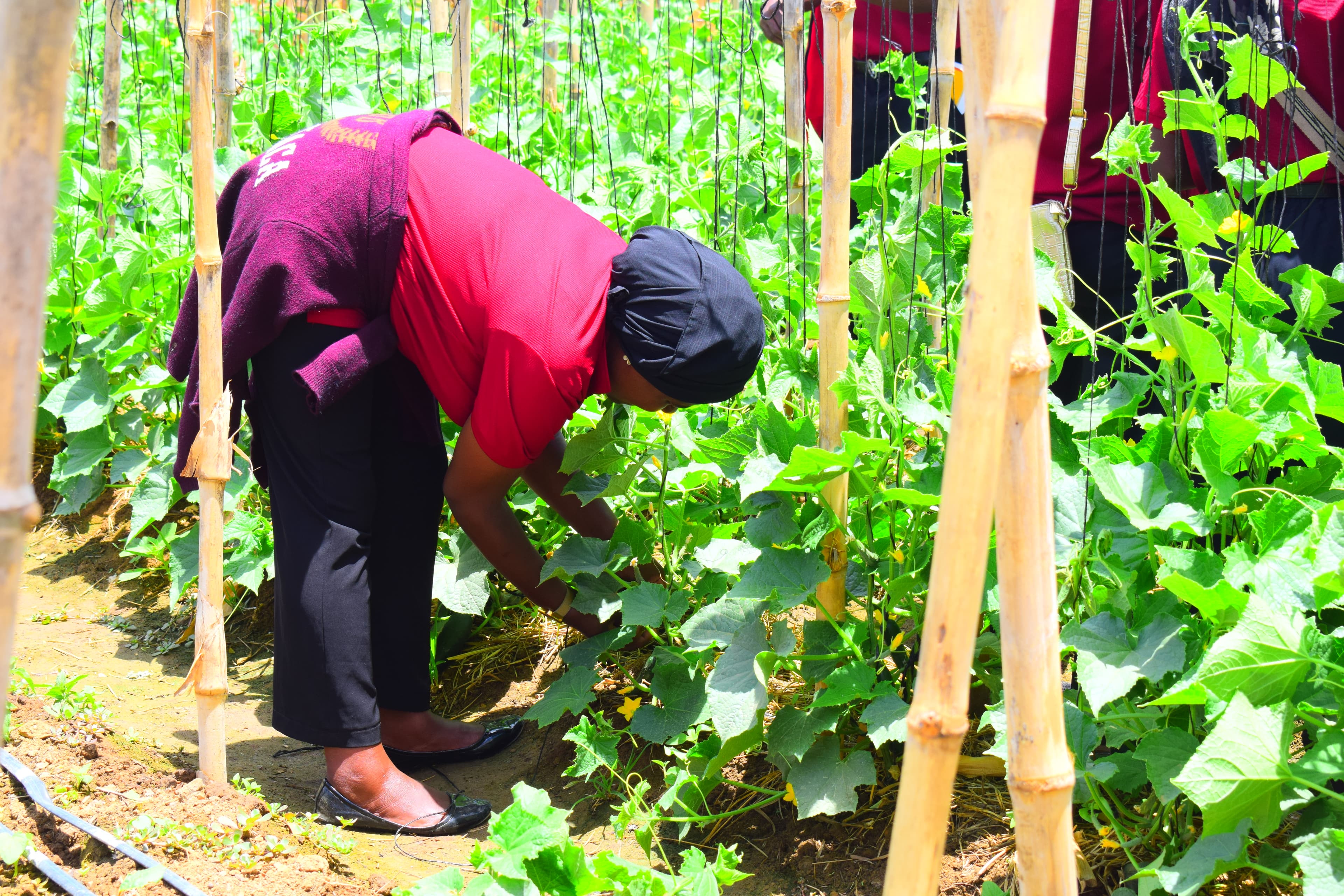 Harvesting, Postharvest & Value Addition