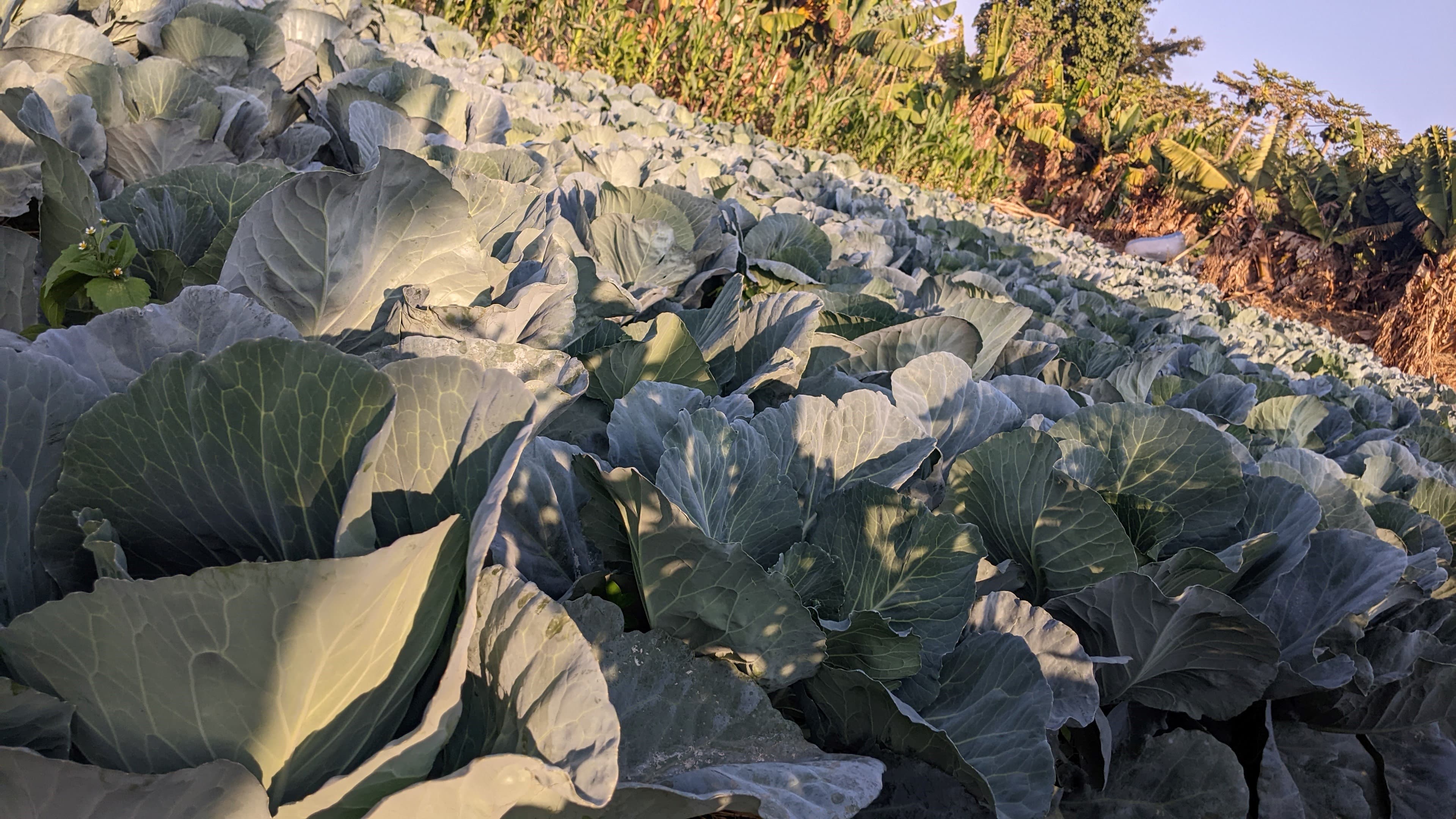 Cultivating Knowledge, Growing Opportunities