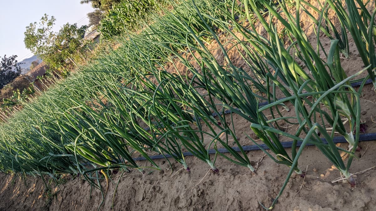 Greenhouse crop training