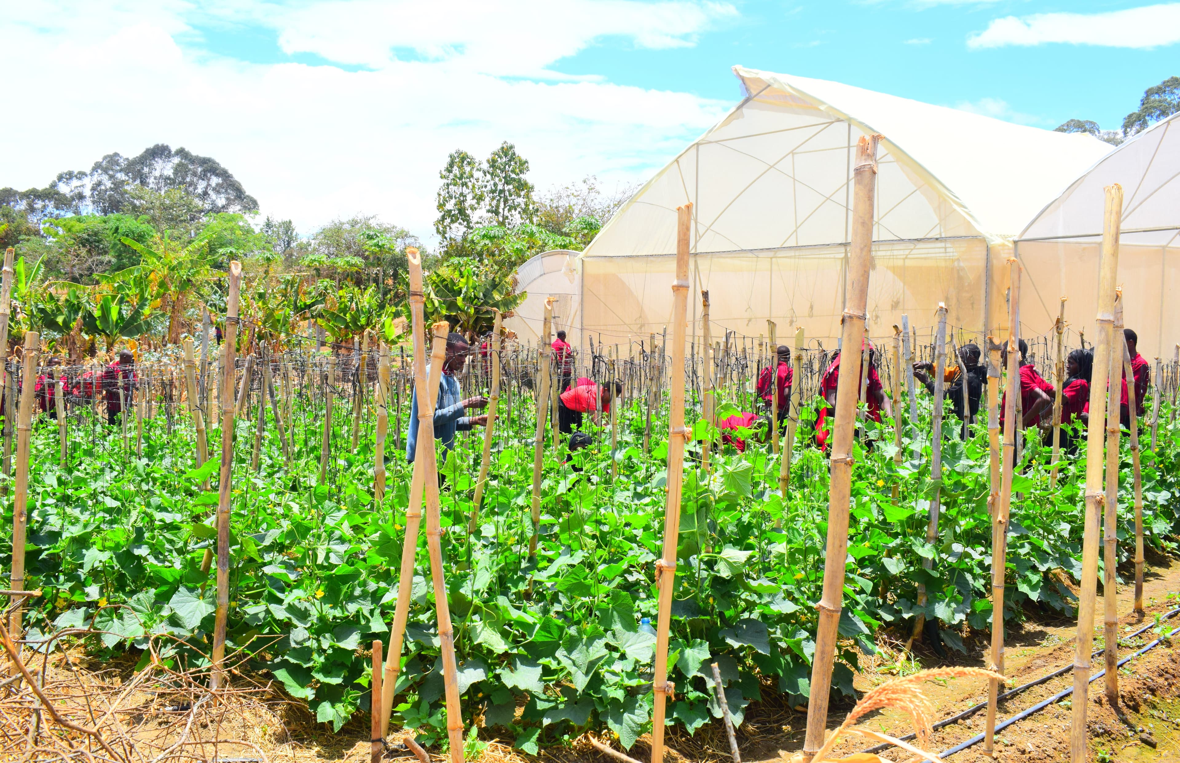 Empowering Youth Through Agricultural Innovation